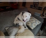 Small Photo #1 Border Collie Puppy For Sale in FALCON, CO, USA