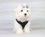Small Photo #9 Maltese Puppy For Sale in LAS VEGAS, NV, USA