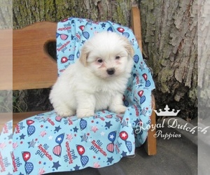 Shiranian Puppy for sale in LE MARS, IA, USA