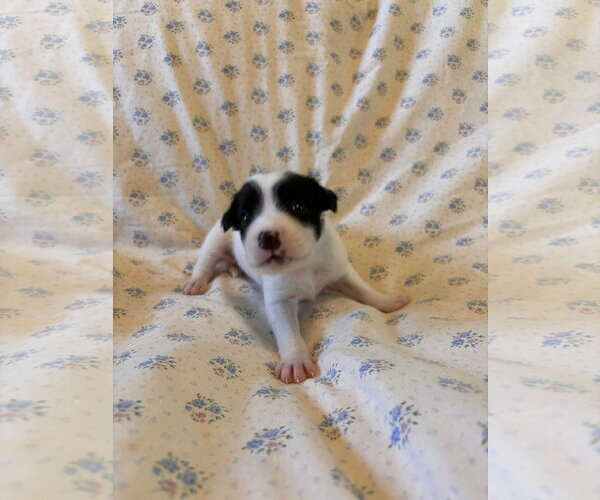 Medium Photo #5 Mutt Puppy For Sale in Pacolet, SC, USA
