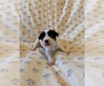 Small #4 Mutt