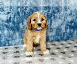 Cavapoo Puppy for sale in DELAWARE, OH, USA