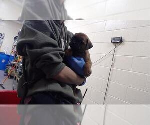 Mutt Dogs for adoption in Denver, CO, USA