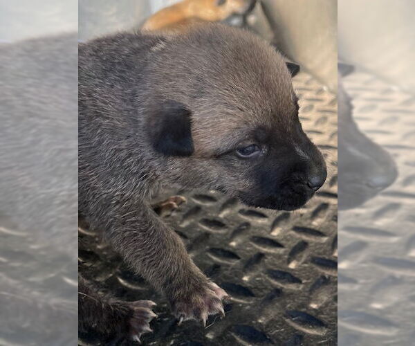Medium Photo #1 Mutt Puppy For Sale in HESPERIA, CA, USA