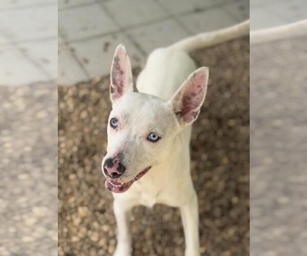 Medium Photo #8 Mutt Puppy For Sale in Yardley, PA, USA