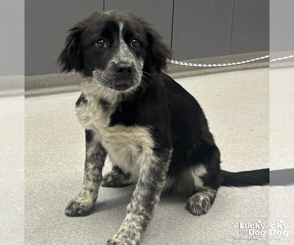 Medium Photo #4 Retriever -Unknown Mix Puppy For Sale in Washington, DC, USA