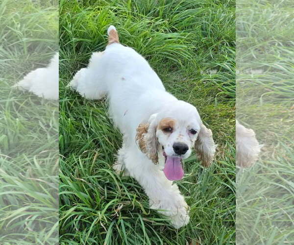 Medium Photo #2 Cocker Spaniel Puppy For Sale in Belleuve, NE, USA