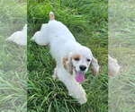 Small #1 Cocker Spaniel