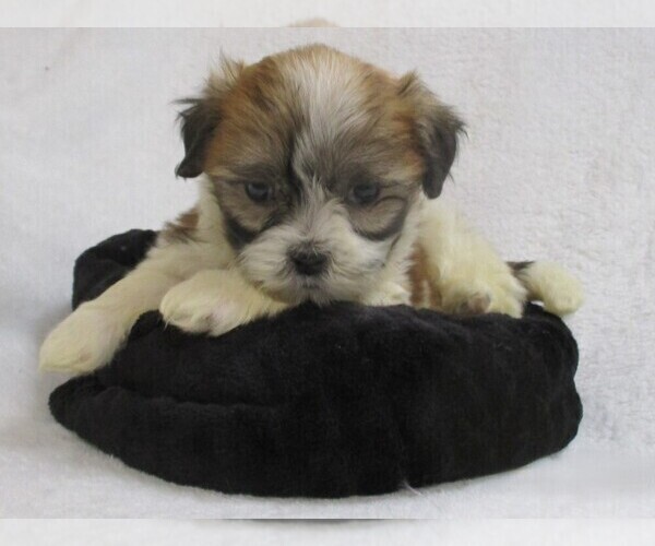 Medium Photo #6 Zuchon Puppy For Sale in THORP, WI, USA