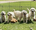 Small Photo #6 Golden Retriever Puppy For Sale in DOTHAN, AL, USA