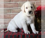 Small Photo #6 Labrador Retriever Puppy For Sale in LEOLA, PA, USA