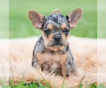 Small #5 French Bulldog