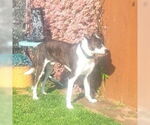 Small #3 Mutt