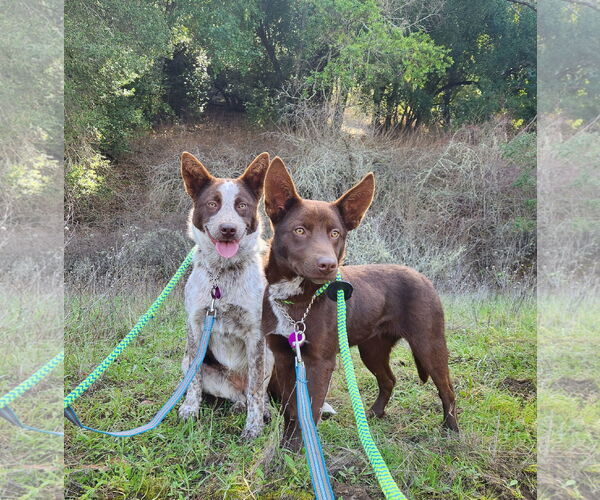 Medium Photo #4 Mutt Puppy For Sale in Paso Robles, CA, USA