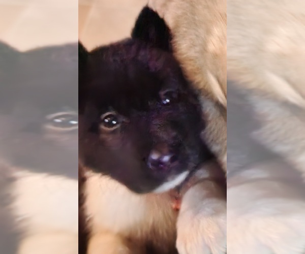 Medium Photo #12 Akita Puppy For Sale in COLUMBUS, OH, USA