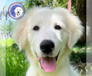 Great Pyrenees Dogs for adoption in Spring, TX, USA