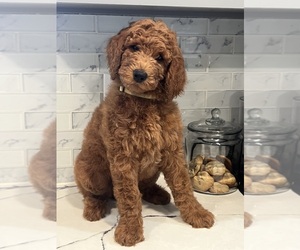 Goldendoodle Puppy for Sale in OAKLAND, California USA