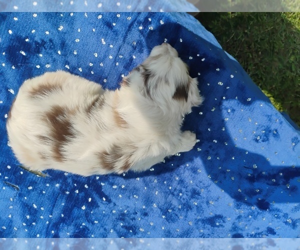 Medium Photo #5 Miniature American Shepherd Puppy For Sale in MONTGOMERY CITY, MO, USA