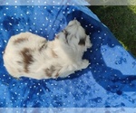 Small #4 Miniature American Shepherd
