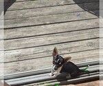 Small #7 Chihuahua