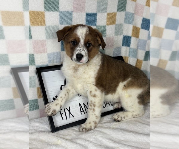 Medium Photo #7 Australian Cattle Dog Puppy For Sale in FRANKLIN, IN, USA