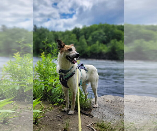 Medium Photo #4 Mutt Puppy For Sale in Garden City, NY, USA