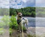 Small #3 Mutt