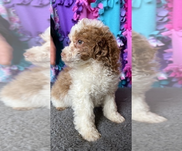 Medium Photo #13 Poodle (Miniature) Puppy For Sale in FREDERICK, MD, USA