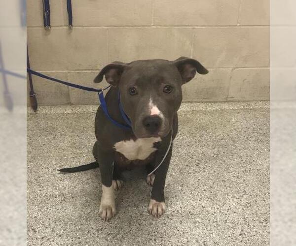 Medium Photo #1 American Pit Bull Terrier Puppy For Sale in Conroe, TX, USA