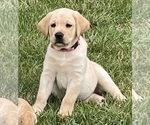 Small Photo #6 Labrador Retriever Puppy For Sale in LIBERTY, SC, USA