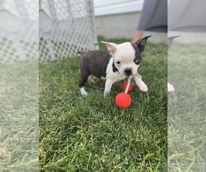 Boston Terrier Puppy for sale in BREMEN, IN, USA