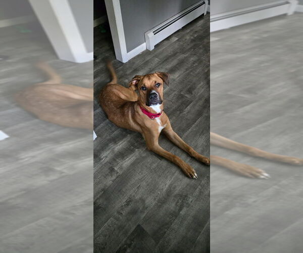 Medium Photo #36 Labrador Retriever-Rhodesian Ridgeback Mix Puppy For Sale in Brewster, NY, USA