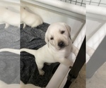 Small Photo #14 Labrador Retriever Puppy For Sale in KITTRELL, NC, USA