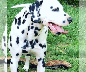 Father of the Dalmatian puppies born on 12/20/2020