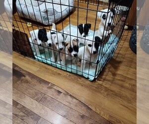 Jack Russell Terrier Puppy for sale in KANSAS CITY, MO, USA