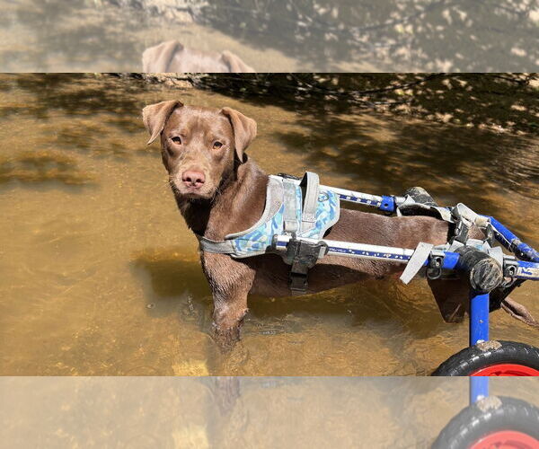 Medium Photo #4 Labrador Retriever-Unknown Mix Puppy For Sale in Holly Springs, NC, USA