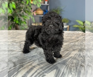 YorkiePoo Puppy for sale in GREENWOOD, IN, USA
