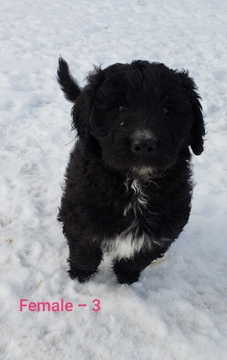 Medium Photo #7 Pyredoodle Puppy For Sale in GOWER, MO, USA