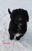 Small Photo #7 Pyredoodle Puppy For Sale in GOWER, MO, USA