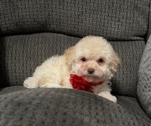 Poodle (Toy) Puppy for sale in JEFFERSONVILLE, IN, USA