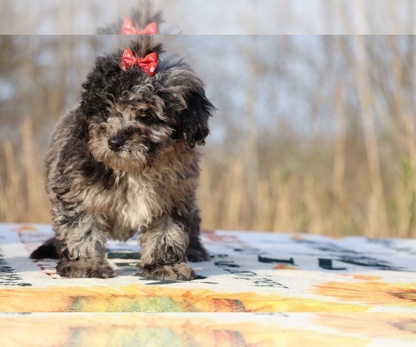 Medium Photo #22 ShihPoo Puppy For Sale in DYERSBURG, TN, USA