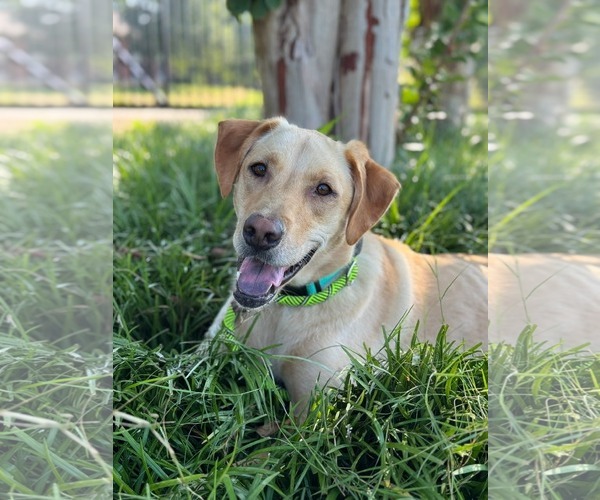 Medium Photo #1 Labrador Retriever-Unknown Mix Puppy For Sale in Holly Springs, NC, USA