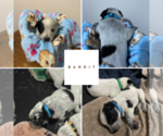 Small Photo #5 Australian Cattle Dog Puppy For Sale in Barrie, Ontario, Canada