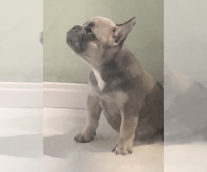 Medium French Bulldog