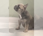 Small French Bulldog