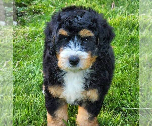Full screen Photo #5 Bernedoodle Puppy For Sale in DALTON, OH, USA