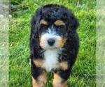 Small Photo #5 Bernedoodle Puppy For Sale in DALTON, OH, USA