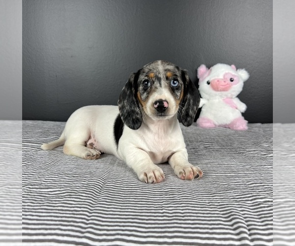 Medium Photo #6 Dachshund Puppy For Sale in INDIANAPOLIS, IN, USA