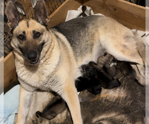 Mother of the German Shepherd Dog puppies born on 04/15/2023