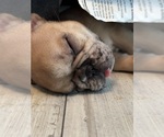 Small #1 French Bulldog